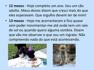 12 meses - Hoje completo um ano. Sou um cão adulto. Meus donos dizem que cresci mais do que eles esperavam. Que orgulho devem ter de mim!13 meses - Hoje me acorrentaram e fico quase sem poder movimentar-me até onde tem um raio de sol ou quando quero alguma sombra. Dizem que vão me observar e que sou um ingrato. Não compreendo nada do que está acontecendo.