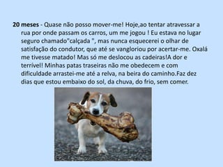 20 meses - Quase não posso mover-me! Hoje,ao tentar atravessar a rua por onde passam os carros, um me jogou ! Eu estava no lugar seguro chamado"calçada ", mas nunca esquecerei o olhar de satisfação do condutor, que até se vangloriou por acertar-me. Oxalá me tivesse matado! Mas só me deslocou as cadeiras!A dor e terrível! Minhas patas traseiras não me obedecem e com dificuldade arrastei-me até a relva, na beira do caminho.Faz dez dias que estou embaixo do sol, da chuva, do frio, sem comer.
