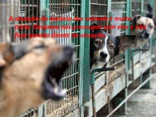 A situação da maioria dos animais é muito triste. Devemos nos preocupar com eles e não ficar parado diante da situação.