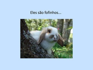 Eles são fofinhos...