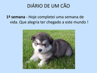DIÁRIO DE UM CÃO 1ª semana - Hoje completei uma semana de vida. Que alegria ter chegado a este mundo !