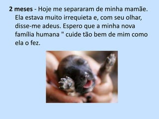 2 meses - Hoje me separaram de minha mamãe. Ela estava muito irrequieta e, com seu olhar, disse-me adeus. Espero que a minha nova família humana " cuide tão bem de mim como ela o fez.