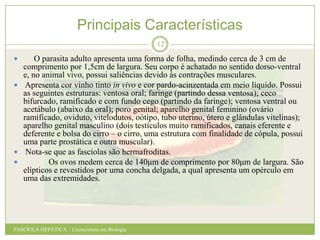 Principais Características
12



O parasita adulto apresenta uma forma de folha, medindo cerca de 3 cm de
comprimento por 1,5cm de largura. Seu corpo é achatado no sentido dorso-ventral
e, no animal vivo, possui saliências devido às contrações musculares.
 Apresenta cor vinho tinto in vivo e cor pardo-acinzentada em meio líquido. Possui
as seguintes estruturas: ventosa oral; faringe (partindo dessa ventosa); ceco
bifurcado, ramificado e com fundo cego (partindo da faringe); ventosa ventral ou
acetábulo (abaixo da oral); poro genital; aparelho genital feminino (ovário
ramificado, oviduto, vitelodutos, oótipo, tubo uterino, útero e glândulas vitelinas);
aparelho genital masculino (dois testículos muito ramificados, canais eferente e
deferente e bolsa do cirro – o cirro, uma estrutura com finalidade de cópula, possui
uma parte prostática e outra muscular).
 Nota-se que as fascíolas são hermafroditas.

Os ovos medem cerca de 140μm de comprimento por 80μm de largura. São
elípticos e revestidos por uma concha delgada, a qual apresenta um opérculo em
uma das extremidades.

FASCÍOLA HEPÁTICA / Licenciatura em Biologia

 