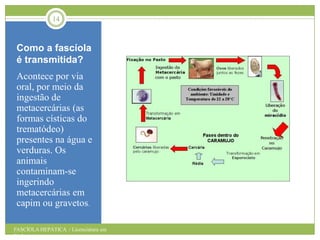 14

Como a fascíola
é transmitida?
Acontece por via
oral, por meio da
ingestão de
metacercárias (as
formas císticas do
trematódeo)
presentes na água e
verduras. Os
animais
contaminam-se
ingerindo
metacercárias em
capim ou gravetos.
FASCÍOLA HEPÁTICA / Licenciatura em
Biologia

 