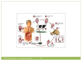 FASCÍOLA HEPÁTICA / Licenciatura em Biologia

16

 
