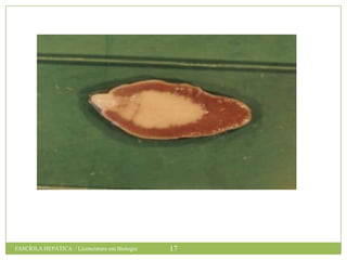 FASCÍOLA HEPÁTICA / Licenciatura em Biologia

17

 