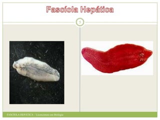 5

FASCÍOLA HEPÁTICA / Licenciatura em Biologia

 