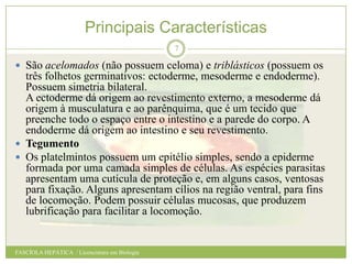 Principais Características
7

 São acelomados (não possuem celoma) e triblásticos (possuem os

três folhetos germinativos: ectoderme, mesoderme e endoderme).
Possuem simetria bilateral.
A ectoderme dá origem ao revestimento externo, a mesoderme dá
origem à musculatura e ao parênquima, que é um tecido que
preenche todo o espaço entre o intestino e a parede do corpo. A
endoderme dá origem ao intestino e seu revestimento.
 Tegumento
 Os platelmintos possuem um epitélio simples, sendo a epiderme
formada por uma camada simples de células. As espécies parasitas
apresentam uma cutícula de proteção e, em alguns casos, ventosas
para fixação. Alguns apresentam cílios na região ventral, para fins
de locomoção. Podem possuir células mucosas, que produzem
lubrificação para facilitar a locomoção.

FASCÍOLA HEPÁTICA / Licenciatura em Biologia

 