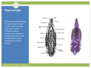 8

Reprodução

São endo ou ectoparasitas.
Possuem ventosas para
fixação, uma na região
oral, outra ventral.
Possuem cutícula
protetora na epiderme e
não possuem cílios. São
hermafroditas.Fazem
fecundação cruzada e
interna.

FASCÍOLA HEPÁTICA / Licenciatura em
Biologia

 