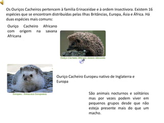 Os Ouriços Cacheiros pertencem à familiaErinaceidae e à ordem Insectivora. Existem 16 espécies que se encontram distribuídas pelas Ilhas Britâncias, Europa, Ásia e África. Há duas espécies mais comuns: Ouriço Cacheiro Africano  com origem na savana Africana Ouriço Cacheiro Europeu nativo de Inglaterra e EuropaSão animais nocturnos e solitários mas por vezes podem viver em pequenos grupos desde que não esteja presente mais do que um macho.