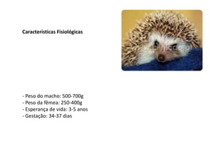Características Fisiológicas- Peso do macho: 500-700g- Peso da fêmea: 250-400g- Esperança de vida: 3-5 anos- Gestação: 34-37 dias 
