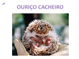 OURIÇO CACHEIRO 