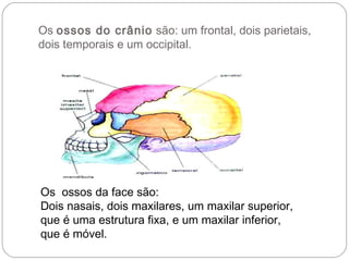 Os ossos do crânio são: um frontal, dois parietais,
dois temporais e um occipital.




Os ossos da face são:
Dois nasais, dois maxilares, um maxilar superior,
que é uma estrutura fixa, e um maxilar inferior,
que é móvel.
 
