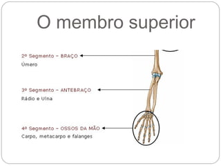 O membro superior
 
