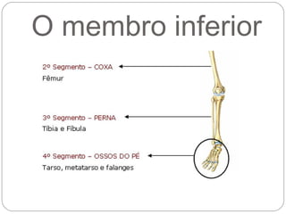 O membro inferior
 
