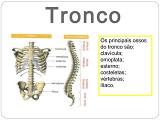 Trabalho do corpo_humano ana