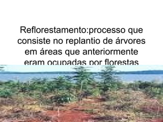 Reflorestamento:processo que
consiste no replantio de árvores
em áreas que anteriormente
eram ocupadas por florestas
 