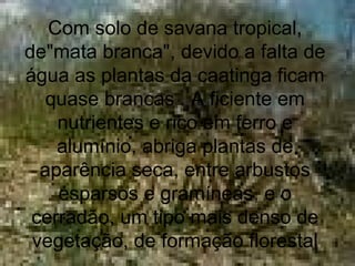 Com solo de savana tropical,
de"mata branca", devido a falta de
água as plantas da caatinga ficam
quase brancas . A ficiente em
nutrientes e rico em ferro e
alumínio, abriga plantas de
aparência seca, entre arbustos
esparsos e gramíneas, e o
cerradão, um tipo mais denso de
vegetação, de formação florestal
 