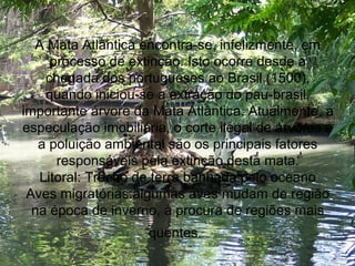 A Mata Atlântica encontra-se, infelizmente, em
processo de extinção. Isto ocorre desde a
chegada dos portugueses ao Brasil (1500),
quando iniciou-se a extração do pau-brasil,
importante árvore da Mata Atlântica. Atualmente, a
especulação imobiliária, o corte ilegal de árvores e
a poluição ambiental são os principais fatores
responsáveis pela extinção desta mata.
Litoral: Trecho de terra banhada pelo oceano
Aves migratórias:algumas aves mudam de região
na época de inverno, à procura de regiões mais
quentes.
 