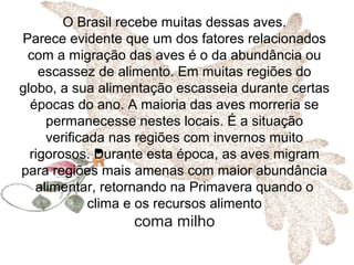 O Brasil recebe muitas dessas aves.
Parece evidente que um dos fatores relacionados
com a migração das aves é o da abundância ou
escassez de alimento. Em muitas regiões do
globo, a sua alimentação escasseia durante certas
épocas do ano. A maioria das aves morreria se
permanecesse nestes locais. É a situação
verificada nas regiões com invernos muito
rigorosos. Durante esta época, as aves migram
para regiões mais amenas com maior abundância
alimentar, retornando na Primavera quando o
clima e os recursos alimento
coma milho
 