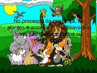 No processo da mudança, as
plantas e animais que utilizavam o
local, são deslocalizados ou
destruídos.
 