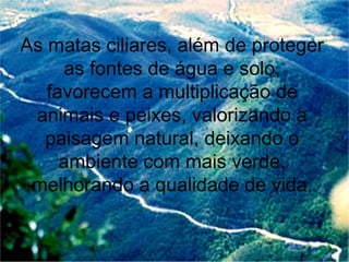 As matas ciliares, além de proteger
as fontes de água e solo,
favorecem a multiplicação de
animais e peixes, valorizando a
paisagem natural, deixando o
ambiente com mais verde,
melhorando a qualidade de vida.
 