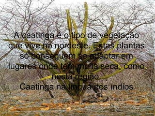 A caatinga é o tipo de vegetação
que vive no nordeste. Estas plantas
só conseguem se adaptar em
lugares onde tem muita seca, como
nesta região.
Caatinga na língua dos índios
 