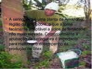 • A seringueira é uma planta da Amazônia,
região de solo pobre, o que a torna
facilmente adaptável a solos de fertilidade
não muito elevada. Comercialmente a
adubação da seringueira é importante
para melhorar o desempenho da
produção de látex.
 