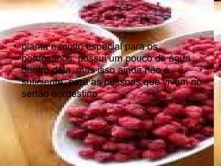 • planta é muito especial para os
nordestinos, possui um pouco de água
dentro dela, mas isso ainda não é
suficiente, para as pessoas que vivem no
sertão nordestino.
 