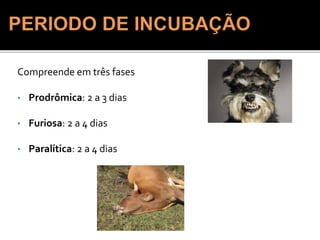 Compreende em três fases
• Prodrômica: 2 a 3 dias
• Furiosa: 2 a 4 dias
• Paralítica: 2 a 4 dias
 