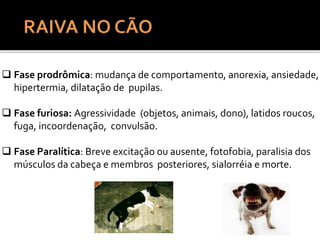  Fase prodrômica: mudança de comportamento, anorexia, ansiedade,
hipertermia, dilatação de pupilas.
 Fase furiosa: Agressividade (objetos, animais, dono), latidos roucos,
fuga, incoordenação, convulsão.
 Fase Paralítica: Breve excitação ou ausente, fotofobia, paralisia dos
músculos da cabeça e membros posteriores, sialorréia e morte.
 