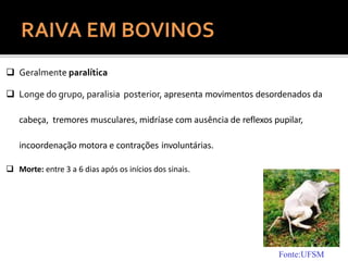  Geralmente paralítica
 Longe do grupo, paralisia posterior, apresenta movimentos desordenados da
cabeça, tremores musculares, midríase com ausência de reflexos pupilar,
incoordenação motora e contrações involuntárias.
 Morte: entre 3 a 6 dias após os inícios dos sinais.
Fonte:UFSM
 