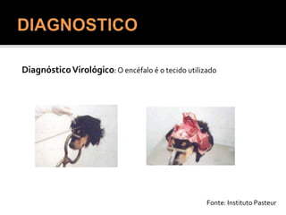 DiagnósticoVirológico:O encéfalo é o tecido utilizado
Fonte: Instituto Pasteur
 
