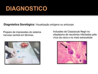 Diagnóstico Sorológico: Visualização antígeno ou anticorpo
Preparo de impressões do sistema
nervoso central em lâminas.
Inclusões de Corpúsculo Negri no
citoplasma de neurônios infectados pelo
vírus da raiva e no meio extracelular.
 