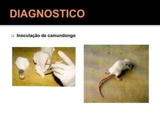  Inoculação de camundongo
 