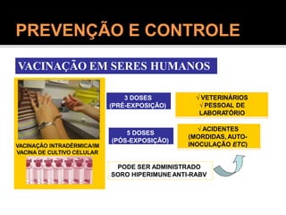 VACINAÇÃO EM SERES HUMANOS
3 DOSES
(PRÉ-EXPOSIÇÃO)
 VETERINÁRIOS
 PESSOAL DE
LABORATÓRIO
5 DOSES
(PÓS-EXPOSIÇÃO)
 ACIDENTES
(MORDIDAS, AUTO-
INOCULAÇÃO ETC)
PODE SER ADMINISTRADO
SORO HIPERIMUNEANTI-RABV
VACINAÇÃO INTRADÉRMICA/IM
VACINA DE CULTIVO CELULAR
PREVENÇÃO E CONTROLE
 