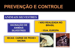 VACINAÇÃO DE
ANIMAIS
SILVESTRES
 NÃO REALIZADA NO
BRASIL
 EUA, EUROPA
ISCAS: CARNE DE PEIXE+
VACINA
ANIMAIS SILVESTRES
PREVENÇÃO E CONTROLE
 
