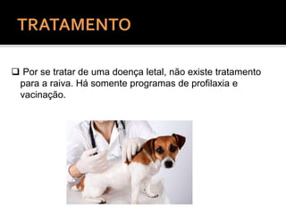  Por se tratar de uma doença letal, não existe tratamento
para a raiva. Há somente programas de profilaxia e
vacinação.
 