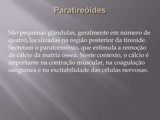 São pequenas glândulas, geralmente em número de
quatro, localizadas na região posterior da tireoide.
Secretam o paratormônio, que estimula a remoção
de cálcio da matriz óssea. Neste contexto, o cálcio é
importante na contração muscular, na coagulação
sanguínea e na excitabilidade das células nervosas.
 