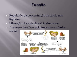    Regulação da concentração de cálcio nos
    líquidos
   Liberação dos sais de cálcio dos ossos
   Absorção de cálcio pelo intestino e túbulos
    renais
 