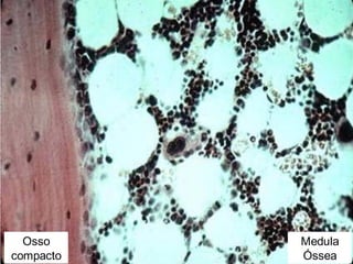 Osso
compacto
Medula
Óssea
 