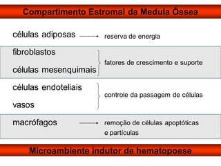 Compartimento Estromal da Medula Óssea
controle da passagem de células
células adiposas
fibroblastos
células mesenquimais
células endoteliais
vasos
macrófagos
Microambiente indutor de hematopoese
reserva de energia
fatores de crescimento e suporte
remoção de células apoptóticas
e partículas
 