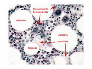 Compartimento
hematopoiético
sinusóides
Adipócito
Adipócito
Adipócito
 