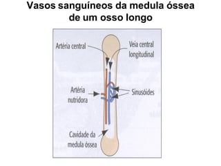 Vasos sanguíneos da medula óssea
de um osso longo
 