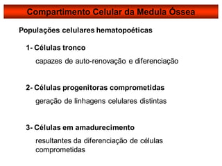 1- Células tronco
capazes de auto-renovação e diferenciação
2- Células progenitoras comprometidas
geração de linhagens celulares distintas
3- Células em amadurecimento
resultantes da diferenciação de células
comprometidas
Populações celulares hematopoéticas
Compartimento Celular da Medula Óssea
 