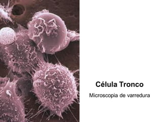 Célula Tronco
Microscopia de varredura
 