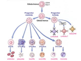 Célula tronco
Progenitor
mielóide
Progenitor
linfóide
Célula tronco
LinfócitoB LinfócitoT
Célula NK
CFU-E CFU-Meg CFU-Bas CFU-Eos CFU-GM
eritrócitos plaquetas basófilo eosinófilo neutrófilo monócito
CD34
Sca-1
 