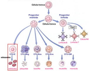 Célula tronco
Progenitor
mielóide
Progenitor
linfóide
Célula tronco
LinfócitoB LinfócitoT
Célula NK
CFU-E CFU-Meg CFU-Bas CFU-Eos CFU-GM
eritrócitos plaquetas basófilo eosinófilo neutrófilo monócito
eritropoetina
 