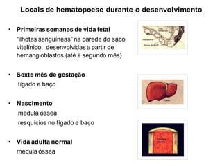 Locais de hematopoese durante o desenvolvimento
• Primeiras semanas de vida fetal
“ilhotas sanguíneas” na parede do saco
vitelínico, desenvolvidas a partir de
hemangioblastos (até ± segundo mês)
• Sexto mês de gestação
fígado e baço
• Nascimento
medula óssea
resquícios no fígado e baço
• Vida adulta normal
medula óssea
 