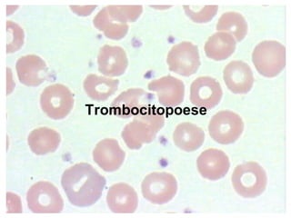 Trombocitopoese
 